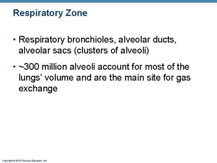 Respiratory Zone • Respiratory bronchioles, alveolar ducts, alveolar sacs (clusters of alveoli) • ~300 Respiratory Zone • Respiratory bronchioles, alveolar ducts, alveolar sacs (clusters of alveoli) • ~300