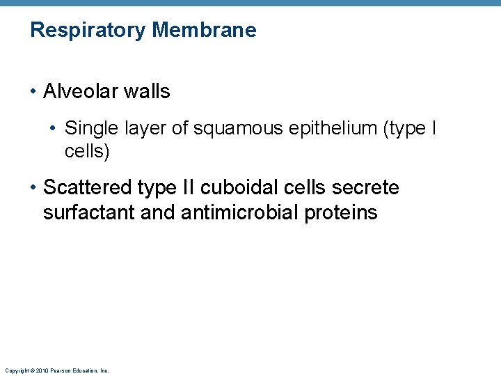 Respiratory Membrane • Alveolar walls • Single layer of squamous epithelium (type I cells) Respiratory Membrane • Alveolar walls • Single layer of squamous epithelium (type I cells)
