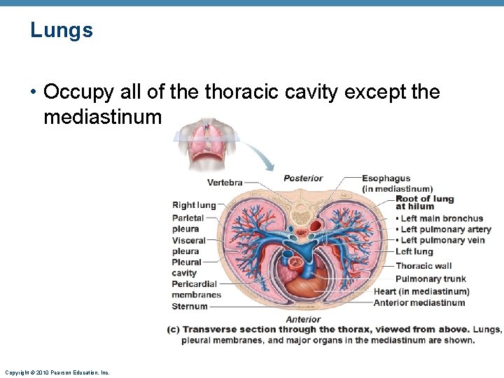Lungs • Occupy all of the thoracic cavity except the mediastinum Copyright © 2010 Lungs • Occupy all of the thoracic cavity except the mediastinum Copyright © 2010