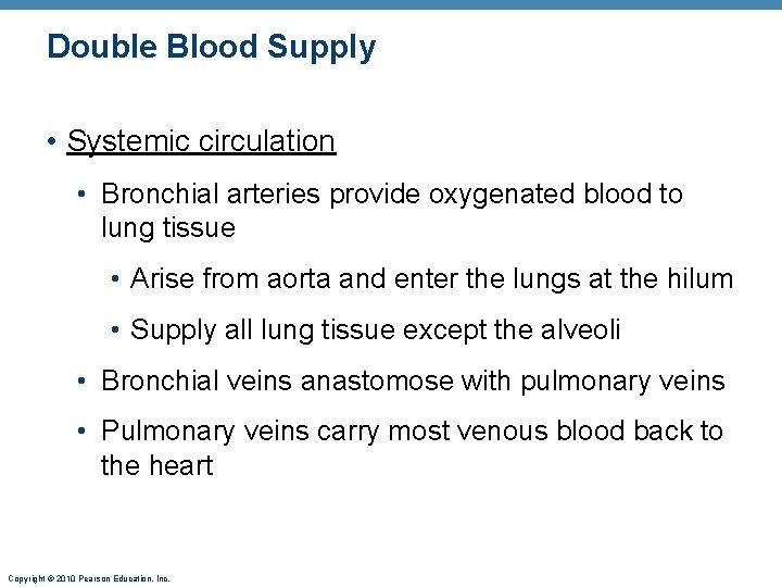 Double Blood Supply • Systemic circulation • Bronchial arteries provide oxygenated blood to lung Double Blood Supply • Systemic circulation • Bronchial arteries provide oxygenated blood to lung