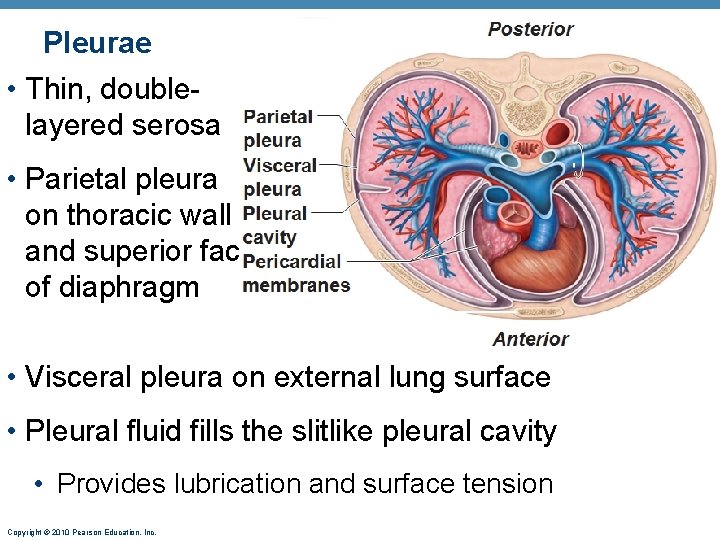 Pleurae • Thin, doublelayered serosa • Parietal pleura on thoracic wall and superior face Pleurae • Thin, doublelayered serosa • Parietal pleura on thoracic wall and superior face