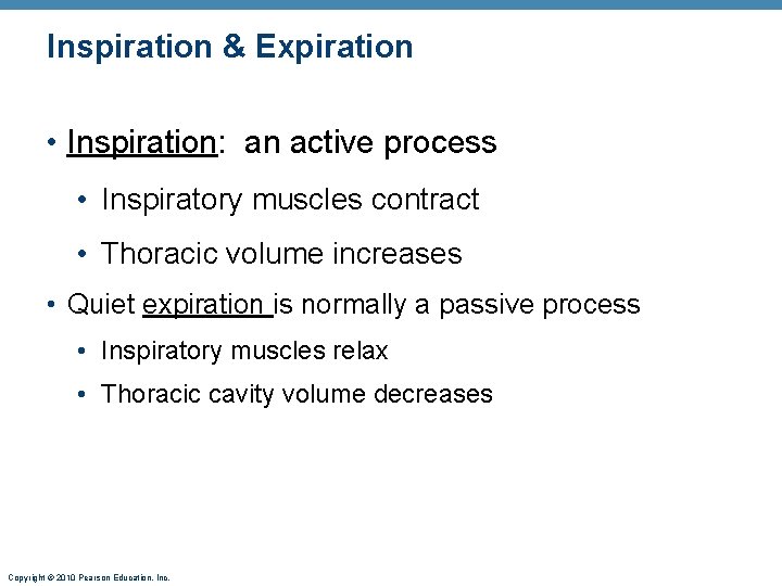 Inspiration & Expiration • Inspiration: an active process • Inspiratory muscles contract • Thoracic Inspiration & Expiration • Inspiration: an active process • Inspiratory muscles contract • Thoracic