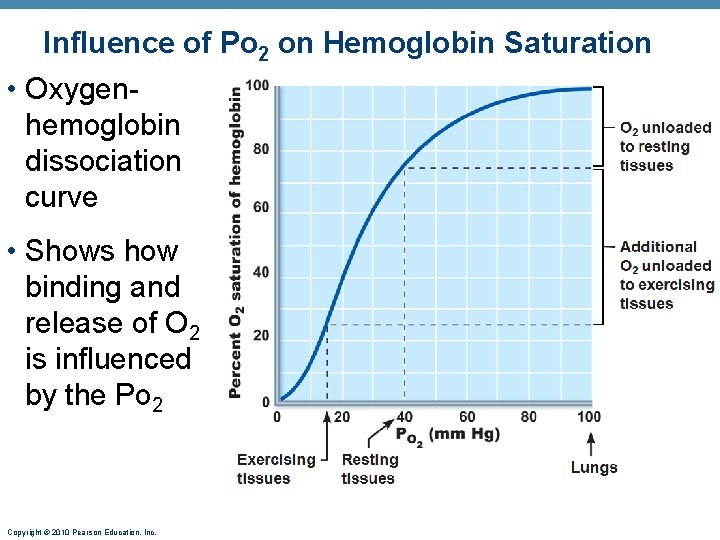 Influence of Po 2 on Hemoglobin Saturation • Oxygenhemoglobin dissociation curve • Shows how Influence of Po 2 on Hemoglobin Saturation • Oxygenhemoglobin dissociation curve • Shows how