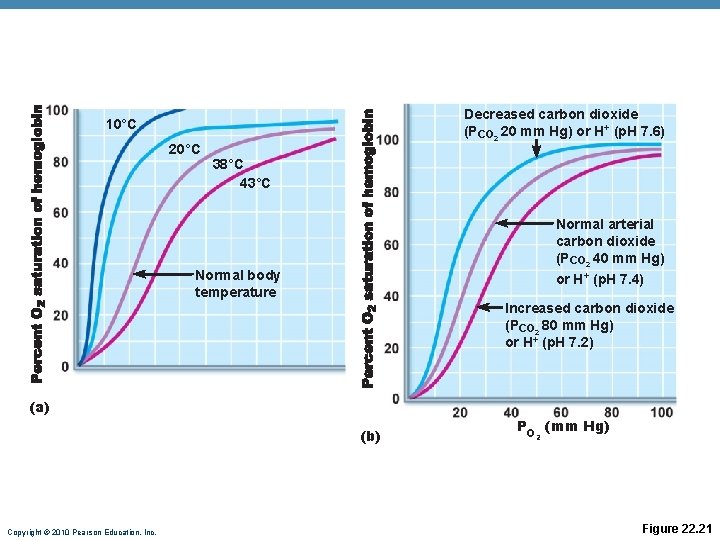 Decreased carbon dioxide (PCO 2 20 mm Hg) or H+ (p. H 7. 6) Decreased carbon dioxide (PCO 2 20 mm Hg) or H+ (p. H 7. 6)