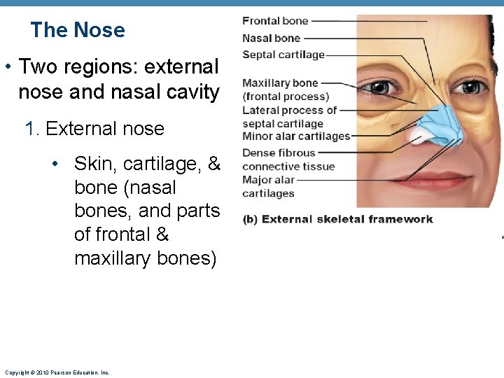 The Nose • Two regions: external nose and nasal cavity 1. External nose • The Nose • Two regions: external nose and nasal cavity 1. External nose •