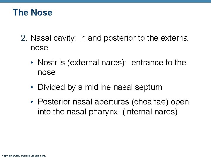 The Nose 2. Nasal cavity: in and posterior to the external nose • Nostrils The Nose 2. Nasal cavity: in and posterior to the external nose • Nostrils