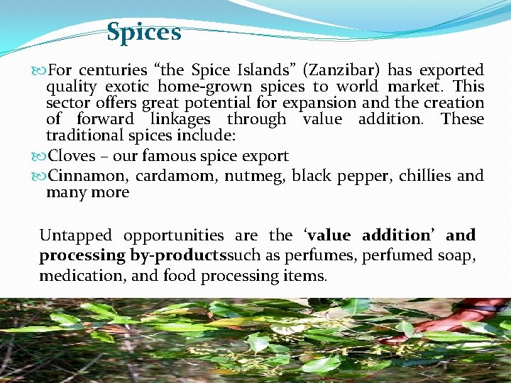 Spices For centuries “the Spice Islands” (Zanzibar) has exported quality exotic home-grown spices to