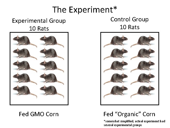 The Experiment* Experimental Group 10 Rats Control Group 10 Rats Fed GMO Corn Fed