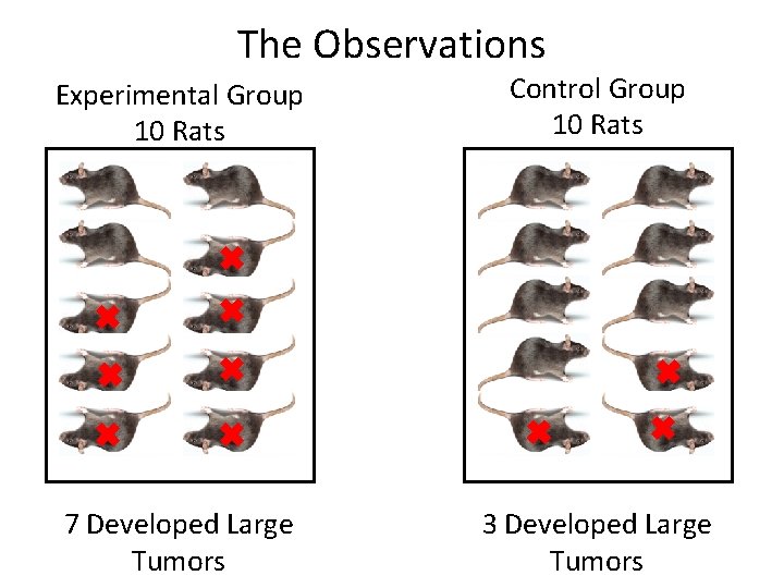 The Observations Experimental Group 10 Rats Control Group 10 Rats 7 Developed Large Tumors