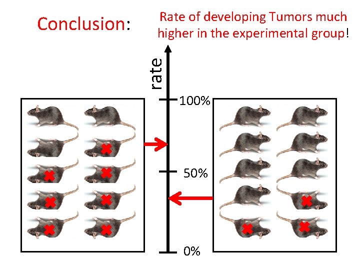 rate Conclusion: Rate of developing Tumors much higher in the experimental group! 100% 50%