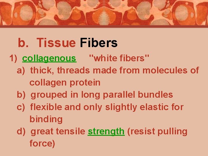 b. Tissue Fibers 1) collagenous "white fibers" a) thick, threads made from molecules of