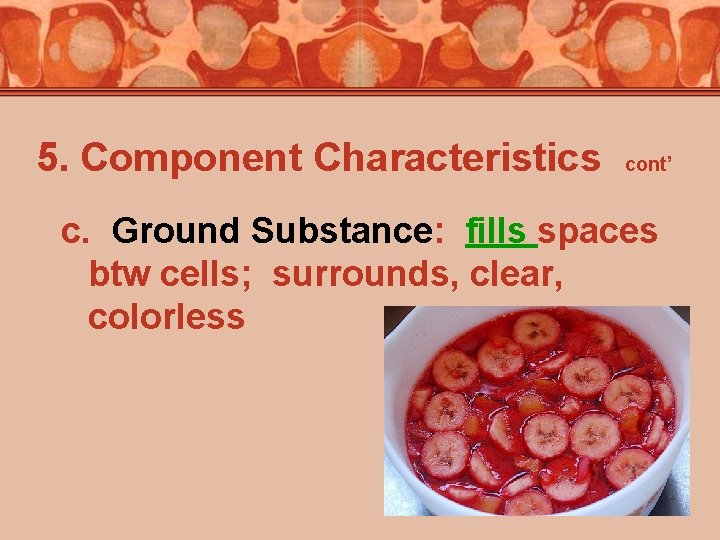 5. Component Characteristics cont’ c. Ground Substance: fills spaces btw cells; surrounds, clear, colorless