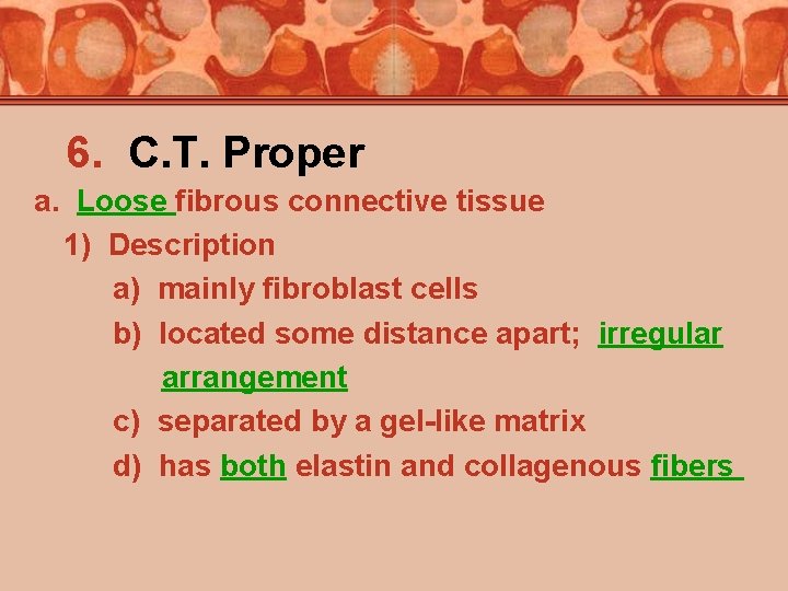 6. C. T. Proper a. Loose fibrous connective tissue 1) Description a) mainly fibroblast