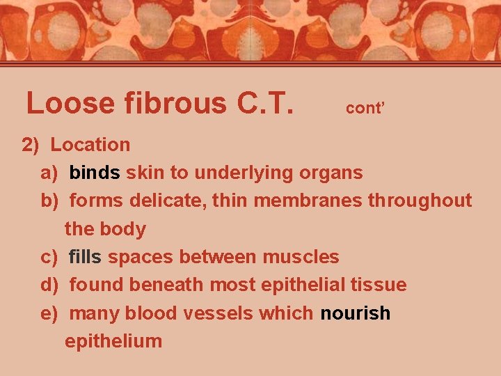 Loose fibrous C. T. cont’ 2) Location a) binds skin to underlying organs b)