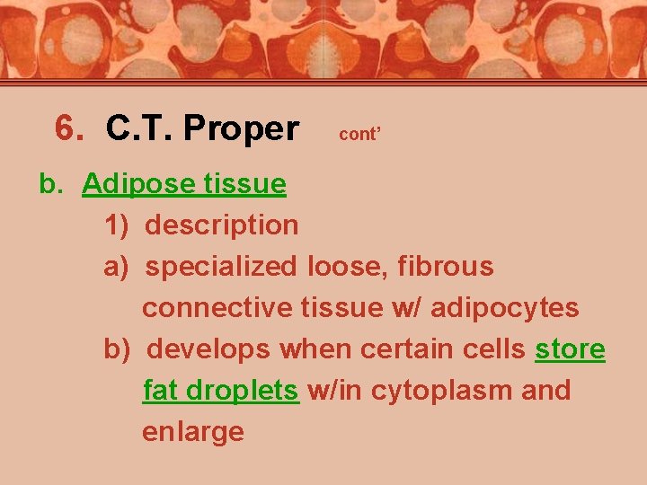 6. C. T. Proper cont’ b. Adipose tissue 1) description a) specialized loose, fibrous