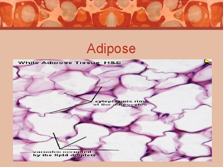 Adipose 