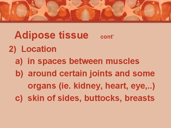Adipose tissue cont’ 2) Location a) in spaces between muscles b) around certain joints