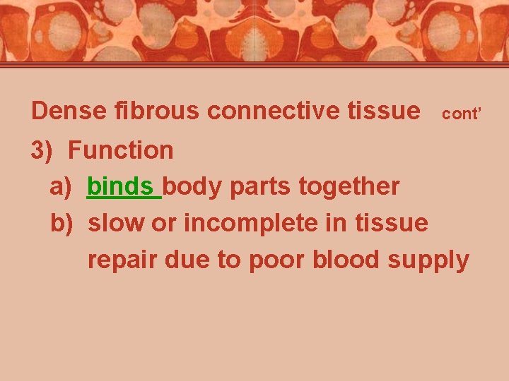 Dense fibrous connective tissue cont’ 3) Function a) binds body parts together b) slow