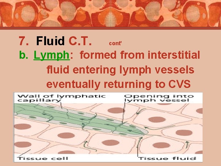 7. Fluid C. T. cont’ b. Lymph: formed from interstitial fluid entering lymph vessels
