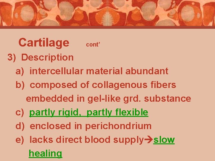 Cartilage cont’ 3) Description a) intercellular material abundant b) composed of collagenous fibers embedded