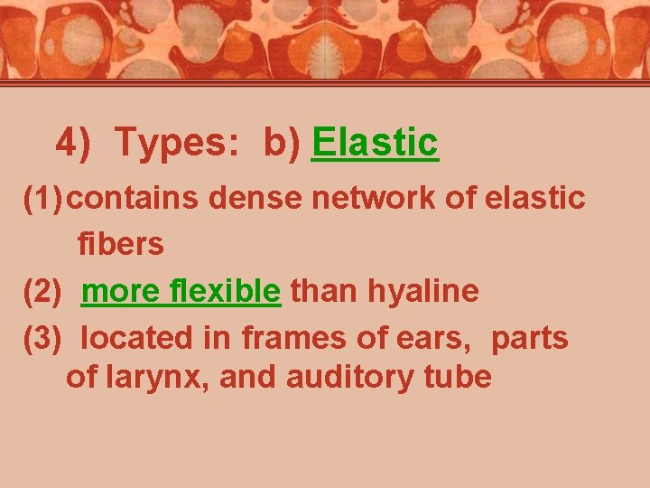 4) Types: b) Elastic (1) contains dense network of elastic fibers (2) more flexible