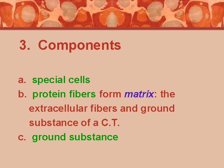 3. Components a. special cells b. protein fibers form matrix: the extracellular fibers and