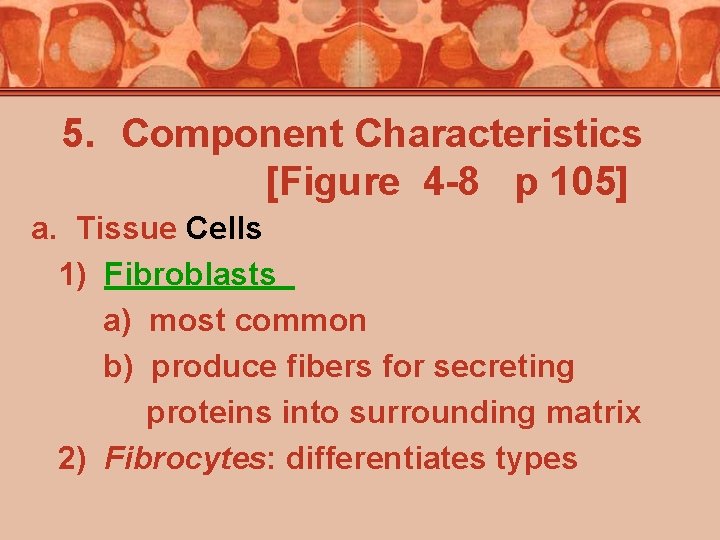 5. Component Characteristics [Figure 4 -8 p 105] a. Tissue Cells 1) Fibroblasts a)
