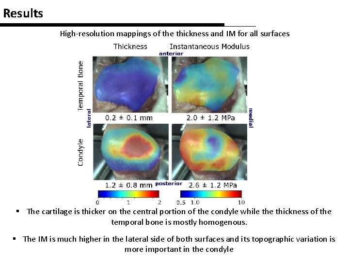 Results High-resolution mappings of the thickness and IM for all surfaces § The cartilage