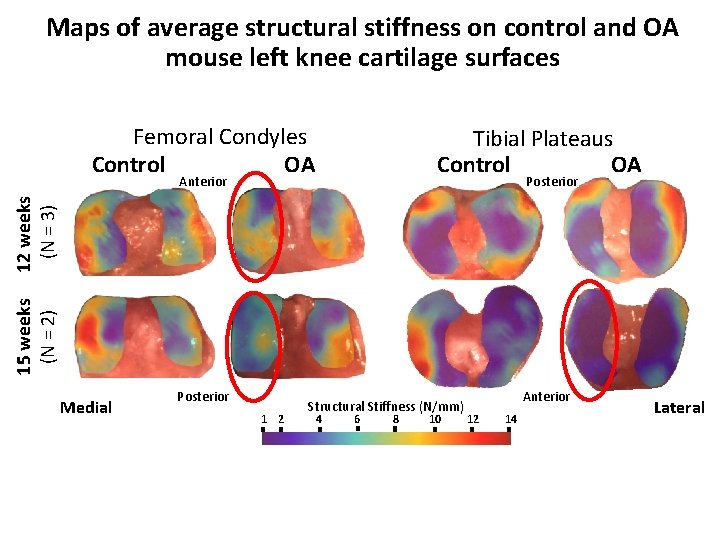 Maps of average structural stiffness on control and OA mouse left knee cartilage surfaces
