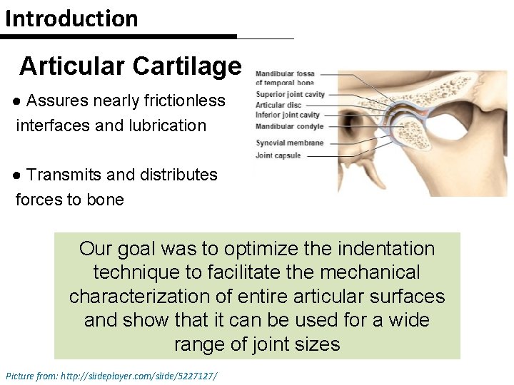 Introduction Articular Cartilage ● Assures nearly frictionless interfaces and lubrication ● Transmits and distributes