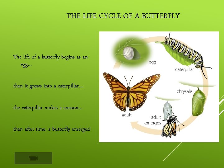 THE LIFE CYCLE OF A BUTTERFLY The life of a butterfly begins as an