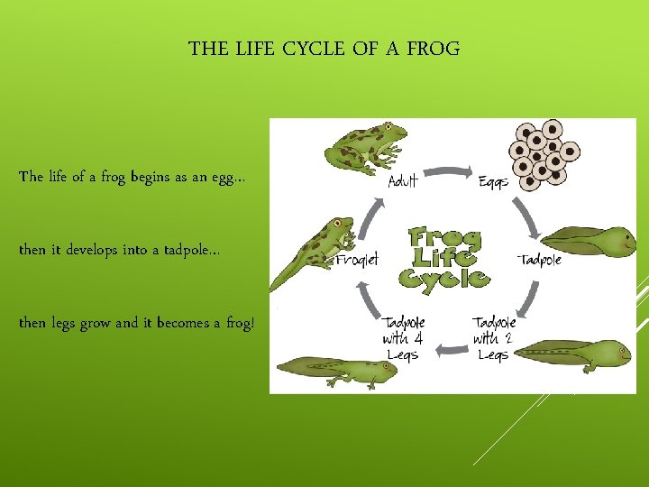 THE LIFE CYCLE OF A FROG The life of a frog begins as an
