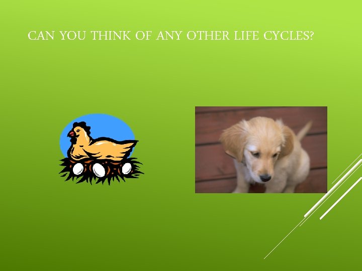 CAN YOU THINK OF ANY OTHER LIFE CYCLES? 