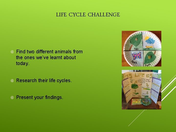 LIFE CYCLE CHALLENGE Find two different animals from the ones we’ve learnt about today.
