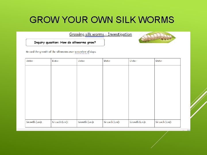 GROW YOUR OWN SILK WORMS 