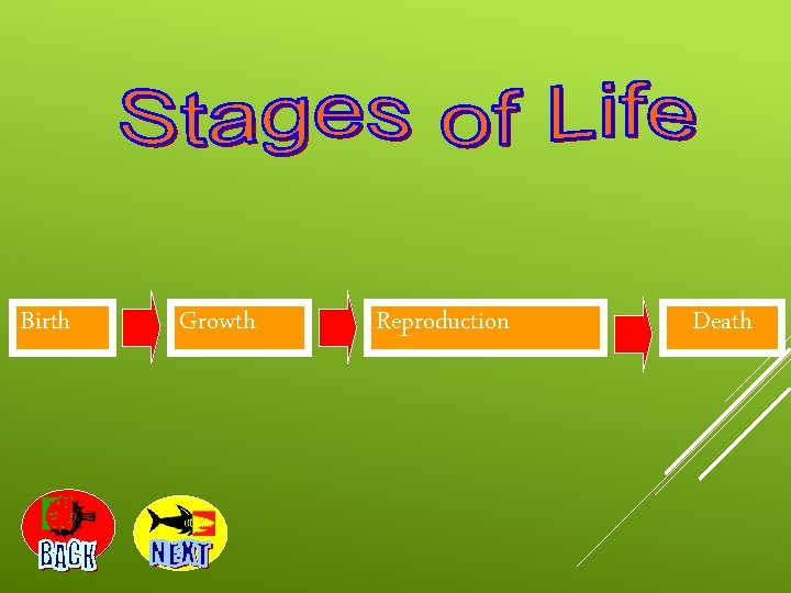 which part of the human body does not grow from birth till death