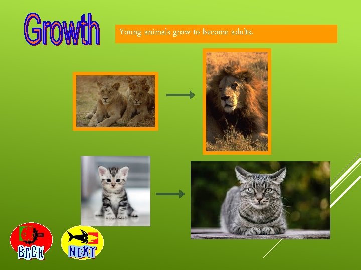 Young animals grow to become adults. 