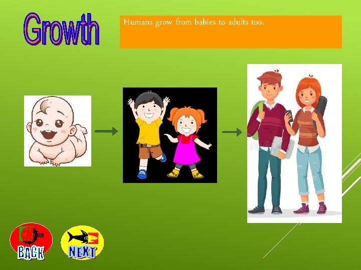 Humans grow from babies to adults too. 