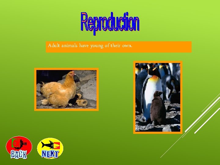 Adult animals have young of their own. 