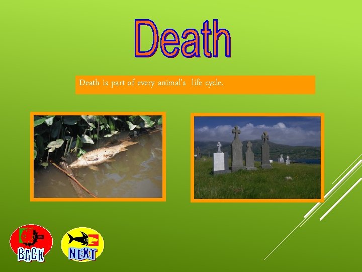 Death is part of every animal’s life cycle. 