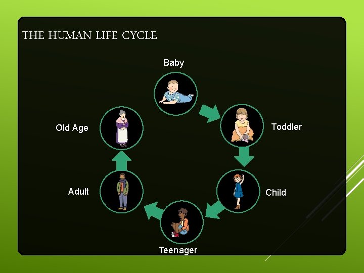 THE HUMAN LIFE CYCLE Baby Toddler Old Age Adult Child Teenager 