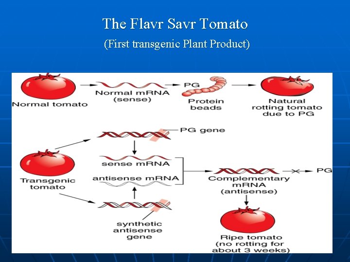 The Flavr Savr Tomato (First transgenic Plant Product) 