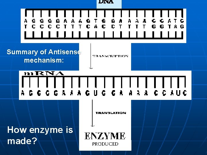 DNA Summary of Antisense mechanism: How enzyme is made? PRODUCED 