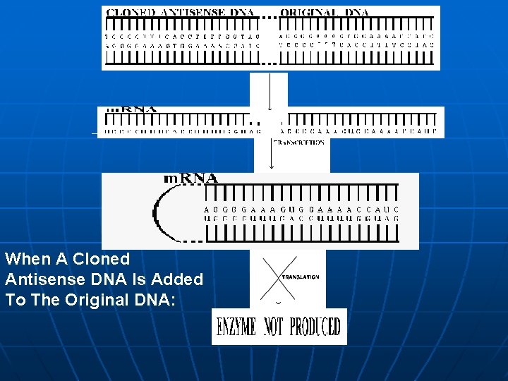 When A Cloned Antisense DNA Is Added To The Original DNA: 