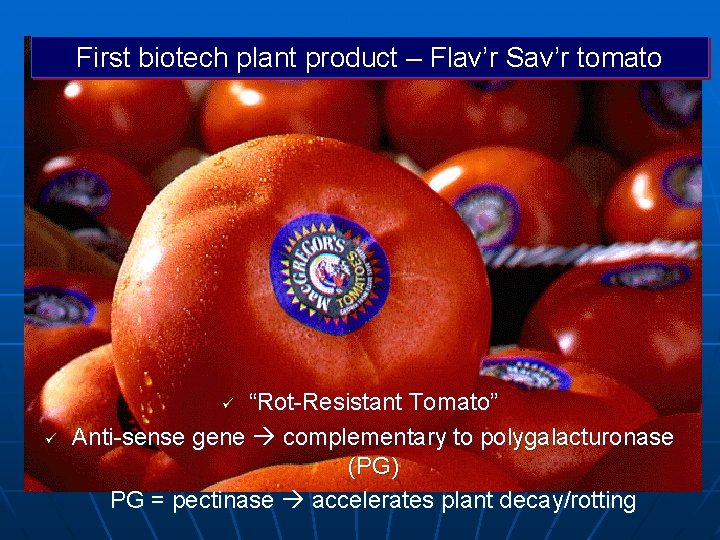 First biotech plant product – Flav’r Sav’r tomato “Rot-Resistant Tomato” Anti-sense gene complementary to