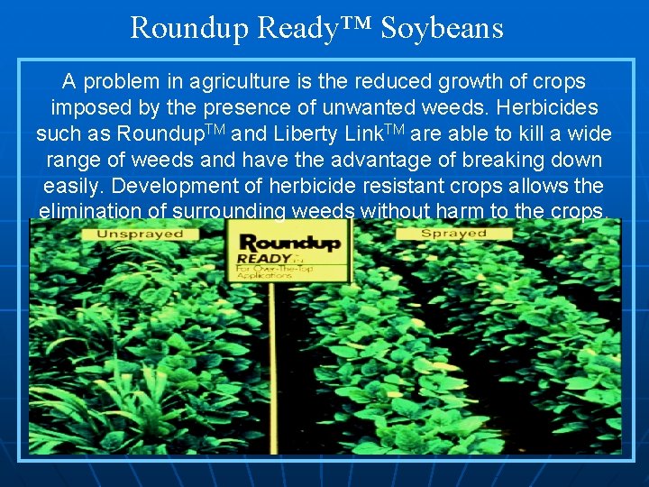 Roundup Ready™ Soybeans A problem in agriculture is the reduced growth of crops imposed