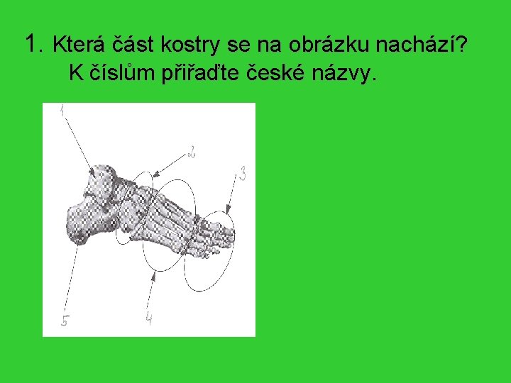 1. Která část kostry se na obrázku nachází? K číslům přiřaďte české názvy. Jedná