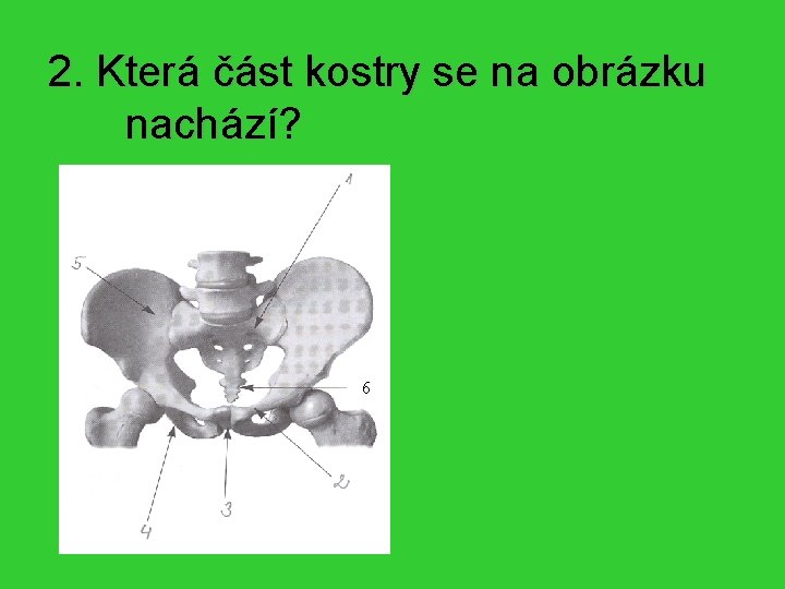 2. Která část kostry se na obrázku nachází? Pánev 6 1. 2. 3. 4.