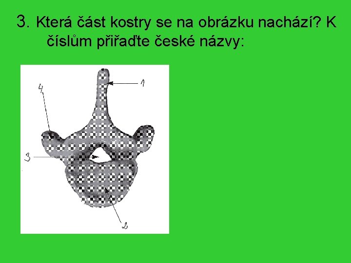 3. Která část kostry se na obrázku nachází? K číslům přiřaďte české názvy: Obratel