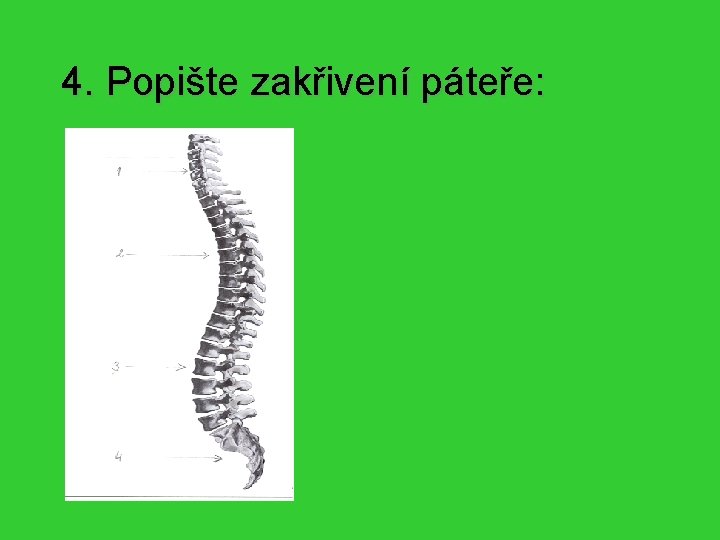 4. Popište zakřivení páteře: 1. Krční lordóza 2. Hrudní kyfóza 3. Bederní lordóza 4.